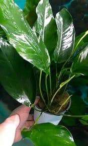 Anubias Nancon XL potted, easy to grow, low light plant.