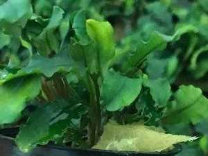 Bucephalandra-Green-Wavy-aquariumplants.com