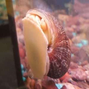 AquariumPlants.com farmed Albino mystery snail for your freshwater aquarium are great for algae control.