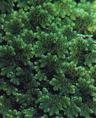 Azolla caroliniana, also known as mosquito fern, is a floating, aquatic fern. It is a free-floating fern measuring less than ½ inch across. It spreads vegetatively and can quickly form large, floating mats.