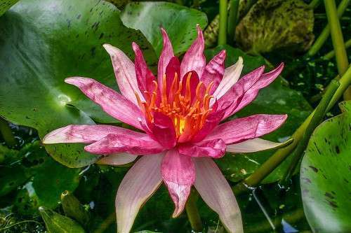 Nymphaea Red Spider hardy water lily Red