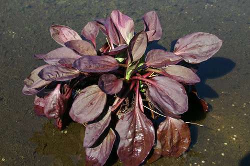 Red plantain grows up to 12" tall, has red leaves and white flowers.