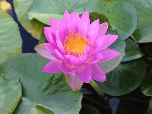 Siam Purple 2' is one of the first hardy purple water lilies ever created.