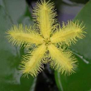 Yellow Snowflake has green to reddish-brown, heart-shaped 2-3 inch leaves with a beautiful pattern that float like lily pads on the waters surface. The ¾ inch fringed, star shaped yellow flowers, bloom spring to summer.  It is very free- flowering and fast growing, with a running spread.
