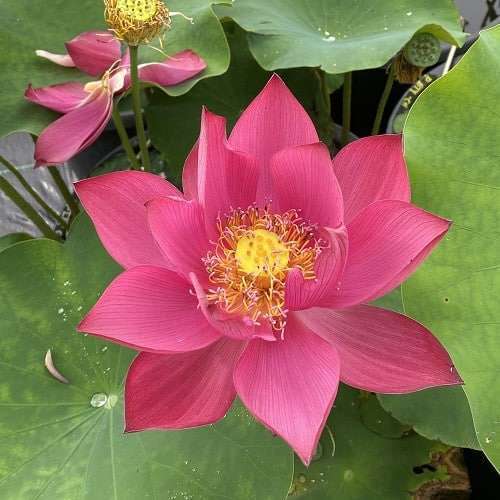 Colossal fiery red flowers that refuse to fade away! The broad petals of 'Flamingo' are perfectly accented by a shiny yellow gold receptacle that is surrounded by red or pink anthers on golden stamen. This is one hot lotus!