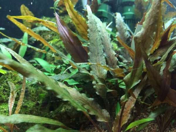Cryptocoryne undulata gets nice color when grown underwater.