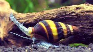 Assassin snails are black with a pretty yellow stripe running through their shell.