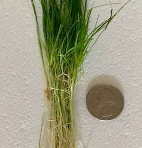 Dwarf hairgrass mini.