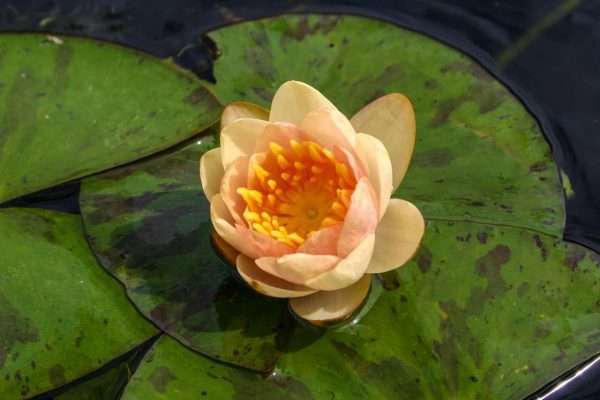 Nymphaea Chrysantha hardy water lily