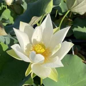 A lovely pure white lotus that has proven to be trustworthy for many years! The single-petal flower has broad petals that come to a sharp point.
