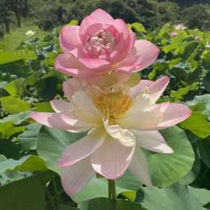 The queen of all American lotus, 'Mrs. Perry D. Slocum' is a changeable double lotus.