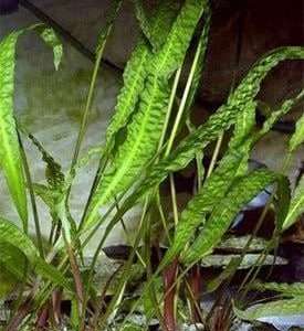 Cryptocoryne Aponogetifolia makes for a nice background plant.
