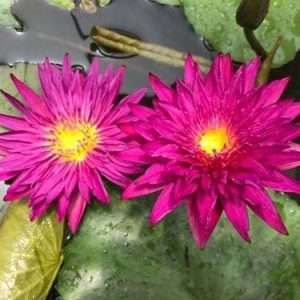 Nymphaea ‘Renegade’ is an eye-catching tropical red waterlily. The attributes of this waterlily are a high petal count, deep red color, and a reddish pad.
