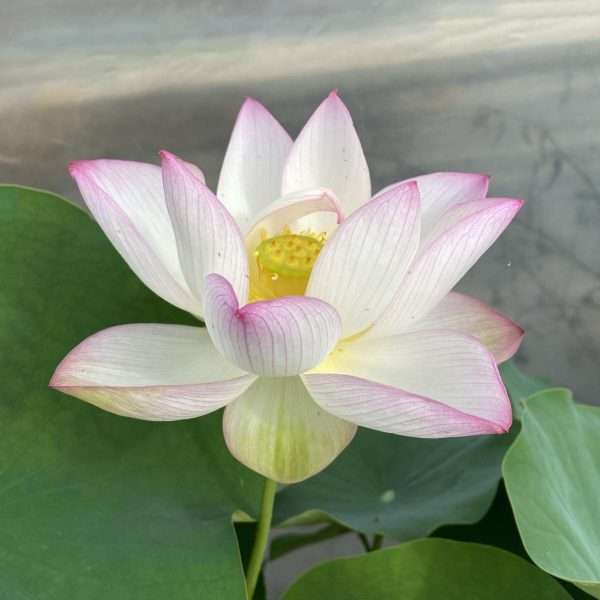 'Chawan Basu' has beautiful cup-shaped single-petal flowers that have white petals tipped in bright pink.