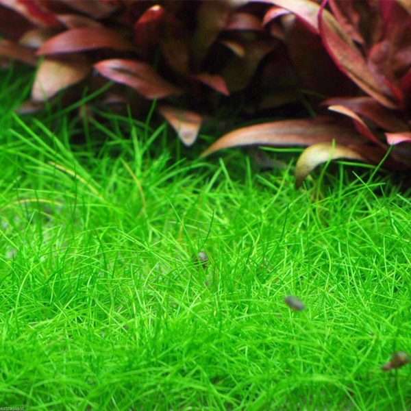 dwarf-hairgrass-aquariumplants.com