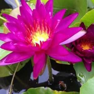 Nymphaea purple fantasy hardy water lily.
