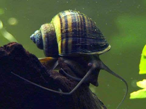 AquariumPlants.com farmed Black mystery snail for your freshwater aquarium are great for algae control.
