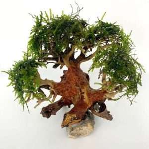 mini driftwood tree with Christmas moss growing on it.