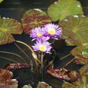 Morada Bay medium tropical purple water lily from AquariumPlants.com.