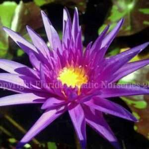 Midnight Serenade tropical purple water lily from AquariumPlants.com.