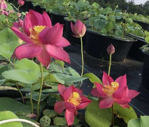 Chu Chu small Lotus. Eye-popping RED color! Lots of Flowers!