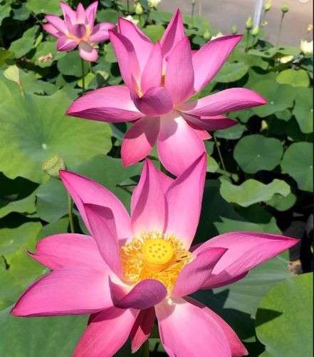 Very large red single blooms are characteristic of this lotus. The bright yellow receptacle will give way to seed pods which can be used in dried flower arrangements. This lotus needs a large pot or medium-large pond.