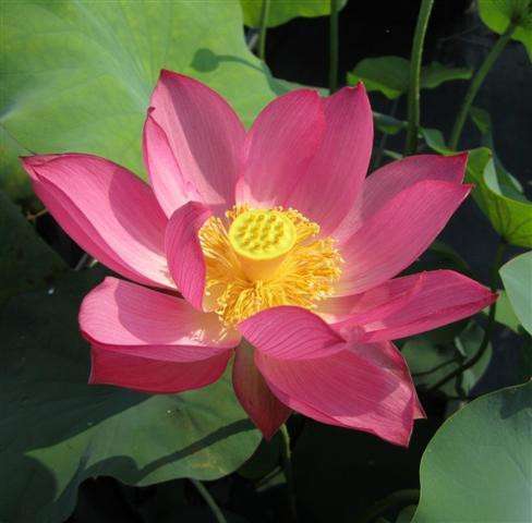 Very large red single blooms are characteristic of this lotus. The bright yellow receptacle will give way to seed pods which can be used in dried flower arrangements. This lotus needs a large pot or medium-large pond.