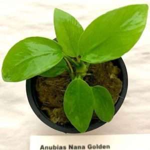 Golden variant of the Anubias Nana species with yellowish, golden, lime green leaves.