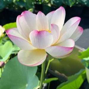 Colorful Cloud has amazing shape and color will make this classic flower a favorite. The white petals tipped in very rich dark pink (almost fuchsia) makes this flower truly a stand-out, even from a distance, And it's a medium-sized lotus, perfect for people with a little less outdoor space.