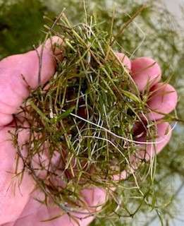 Guppy grass from AquariumPlants.com is a great floating plant for small fish fry or shrimp in an aquarium.