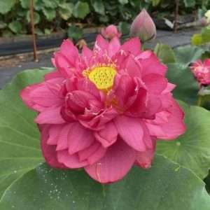 This lotus has a deep ruby-red flower that boasts a perfect shape, and it blooms all summer long. The flower is held high above the leaves. Lots and lots of flowers! Look for this variety to be one of the first ones in your garden to bloom. We recommend it for our customers with cooler temperatures in the spring.