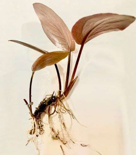 Lagenandra Meeboldii is a rare plant in the same family as Bucephalandra and Homalomena.